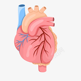 心脏器官人体器官心脏图标png免抠素材_新图网 https://ixintu.com 心脏 器官 人体器官 心脏图标
