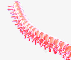 3D腰椎图示素材