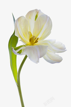 白色郁金香花朵素材