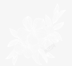 白色蕾丝花纹手绘白色线稿花卉叶子高清图片