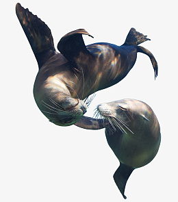 海洋动物海豹png免抠素材_新图网 https://ixintu.com 海洋 动物 海豹 哺乳