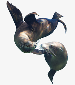 哺乳海洋动物海豹高清图片