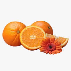 香甜橙子加鲜花素材