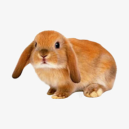 可爱黄色小兔子psd免抠素材_新图网 https://ixintu.com 黄色 动物 兔子 可爱