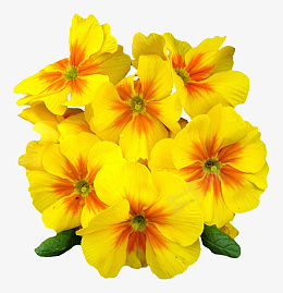一朵黄色的花png免抠素材_新图网 https://ixintu.com 黄色 花 植物 花瓣