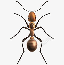 蚂蚁矢量图片png免抠素材_新图网 https://ixintu.com 蚂蚁 昆虫 动物王国 节肢动物