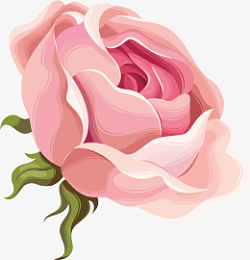 漂亮玫瑰牡丹花素材