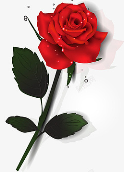 瑰红色红色玫瑰花玫瑰花高清图片