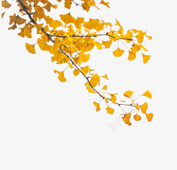 秋分金黄的银杏树枝秋天来了素材