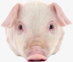 小猪脸粉色小猪正脸素材