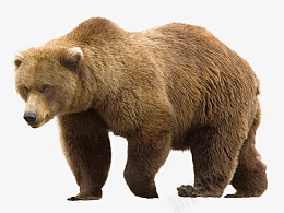 一只大大的棕熊png免抠素材_新图网 https://ixintu.com 棕熊 熊 动物 野生动物