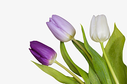 紫色白色郁金香psd免抠素材_新图网 https://ixintu.com 紫色郁金香 白色郁金香 花朵 植物