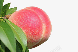 成熟的粉色油桃psd免抠素材_新图网 https://ixintu.com 新鲜水果 油桃 成熟油桃 带枝芽的水果