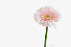 粉色花朵菊花素材