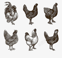 不同品种不同种类的鸡高清图片