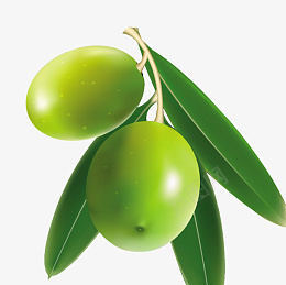 植物橄榄果png免抠素材_新图网 https://ixintu.com 植物 牛油果 护肤 绿色植物
