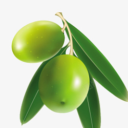 植物橄榄果素材