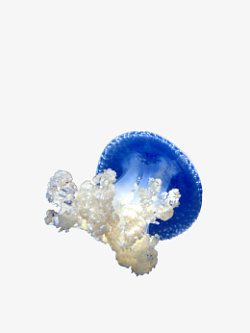 蓝色海洋水母素材