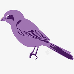 紫色的鸟素材