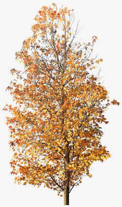 秋季彩叶树植物素材免扣素材