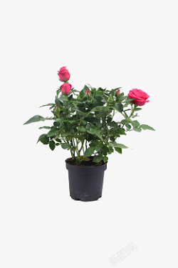 植物鲜花盆栽红色玫瑰花盆栽素材