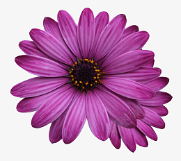 紫色的花瓣装饰png免抠素材_新图网 https://ixintu.com 花瓣 装饰 紫色 花