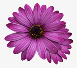 花瓣装饰紫色的花瓣装饰高清图片