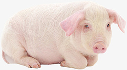 家养小猪养殖基地png免抠素材_新图网 https://ixintu.com 猪 粉色 小猪 家养 养殖
