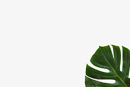 绿色的好看芭蕉树叶png免抠素材_新图网 https://ixintu.com 植物 树叶 装饰 绿色