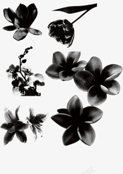 花卉花朵的免抠素材图片高清图片