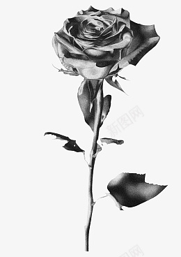 黑白植物花卉pngpsd免抠素材_新图网 https://ixintu.com 黑白 质感 透明 花卉 玫瑰