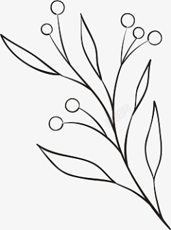 花植物手绘线条白描素材