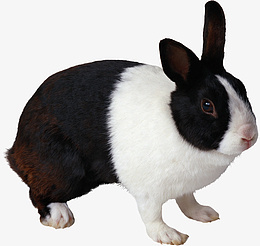 高清PNG兔子动物图片png免抠素材_新图网 https://ixintu.com 高清 PNG 兔子 动物