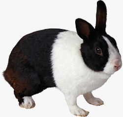 高清PNG兔子动物图片素材