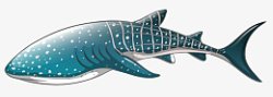 卡通高清PNG鲨鱼图片7素材