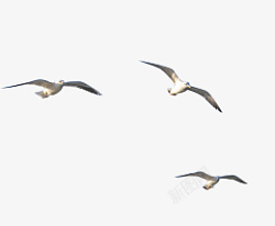 一群空中飞翔的海鸟海鸥素材