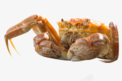 河蟹肥美螃蟹免扣素材海鲜素材
