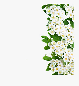 高清矢量手绘白色精美花朵边框png免抠素材_新图网 https://ixintu.com 手绘 矢量 花朵 白花 边框