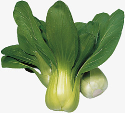 绿色蔬菜元素素材