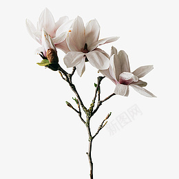 盛开的插花花朵png免抠素材_新图网 https://ixintu.com 花朵 盛开 一支 插花
