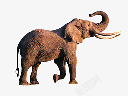 高兴的大象翘鼻png免抠素材_新图网 https://ixintu.com 活泼的大象 大象 象 翘鼻子的大象