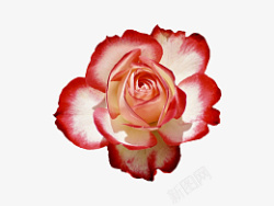 红白玫瑰双色玫瑰花朵免扣高清图片