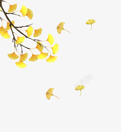秋分一枝金黄的银杏树枝素材