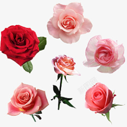 花玫瑰红白粉黄粉色素材