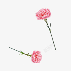 康乃馨母亲节元素康乃馨花朵高清图片