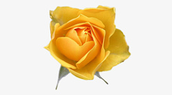 一朵黄玫瑰一朵盛开的黄玫瑰高清图片