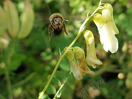 黄芪蜜蜂黄芪png免抠素材_新图网 https://ixintu.com 黄芪 黄芪花 蜜蜂 天然黄芪