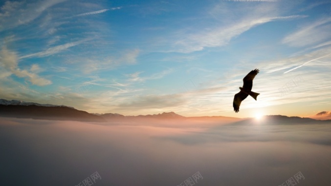 日出下遨游的老鹰摄影图片