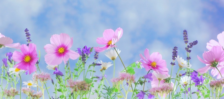 蓝天白云好看的花卉摄影图片