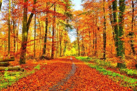 金色秋天枫树林摄影图片